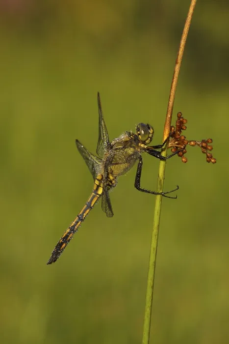 Framed Print : Gewone Oeverlibel; Black-tailed skimmer; Orthetrum cancellatum