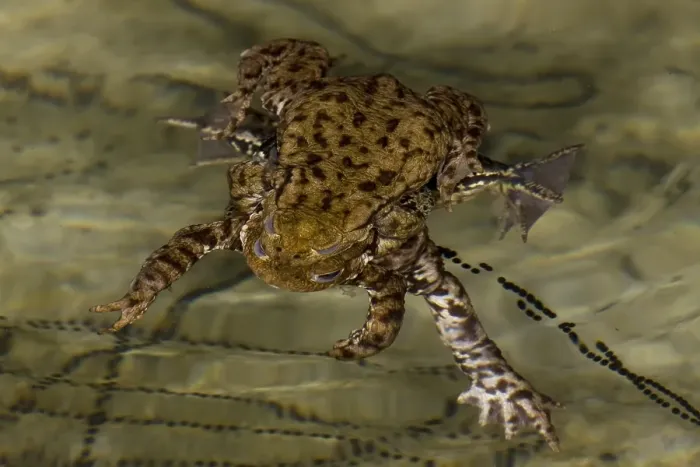 Framed Print : Gewone Pad, Common Toad, Bufo bufo Framed Print : Gewone Pad, Common Toad, Bufo bufo