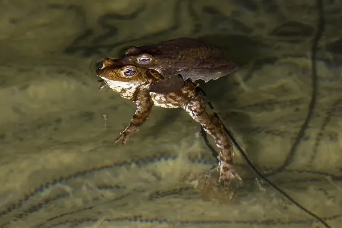 Framed Print : Gewone Pad, Common Toad, Bufo bufo