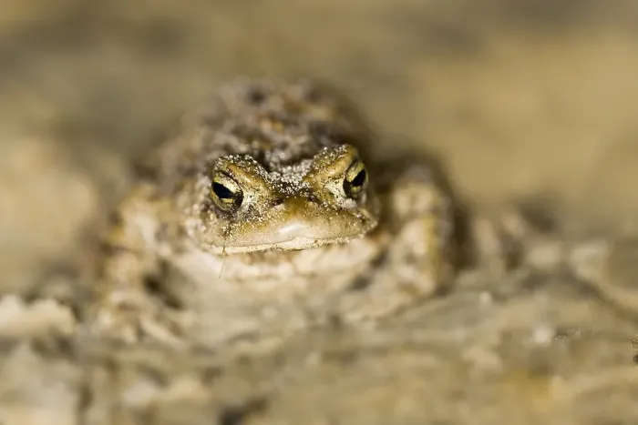 Framed Print : Gewone Pad, Common Toad, Bufo bufo