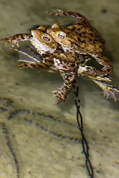 Framed Print : Gewone Pad, Common Toad, Bufo bufo