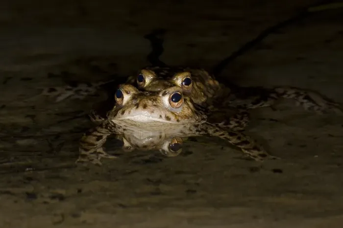 Framed Print : Gewone Pad, Common Toad, Bufo bufo