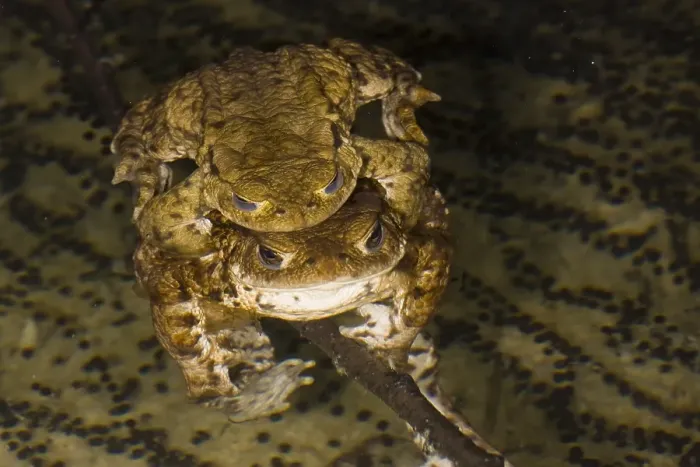 Framed Print : Gewone Pad, Common Toad, Bufo bufo