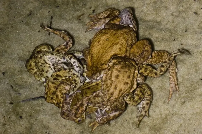 Framed Print : Gewone Pad, Common Toad, Bufo bufo
