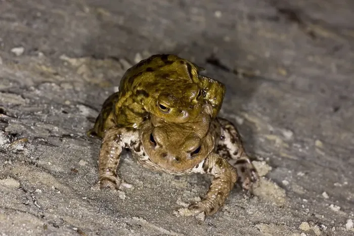 Framed Print : Gewone Pad, Common Toad, Bufo bufo