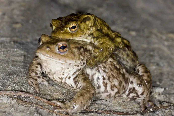 Framed Print : Gewone Pad, Common Toad, Bufo bufo