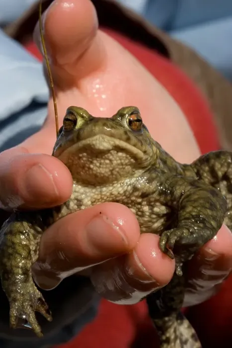 Framed Print : Gewone pad, Common toad, Bufo bufo Framed Print : Gewone pad, Common toad, Bufo bufo