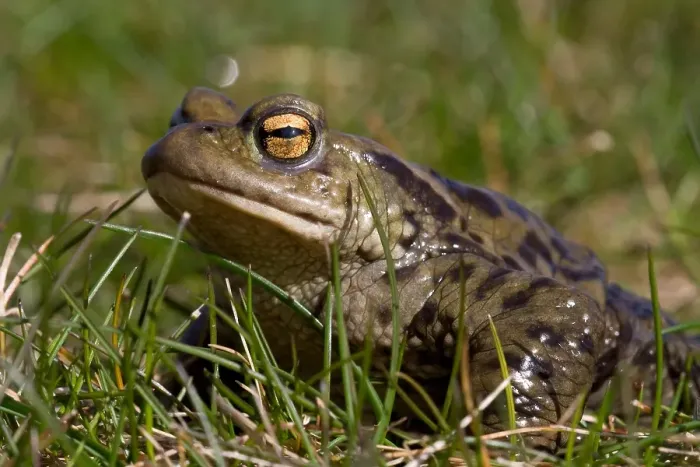 Framed Print : Gewone pad, Common toad, Bufo bufo