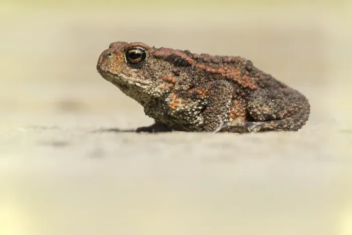 Framed Print : Gewone Pad, Common Toad, Bufo bufo