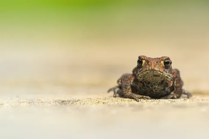 Framed Print : Gewone Pad, Common Toad, Bufo bufo