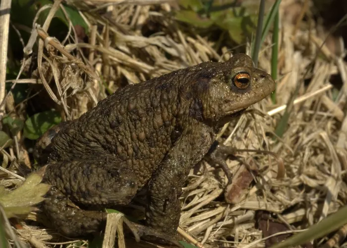 Framed Print : Gewone Pad; Common Toad; Bufo bufo Framed Print : Gewone Pad; Common Toad; Bufo bufo