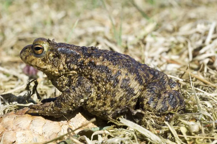 Framed Print : Gewone Pad, Common Toad, Bufo bufo