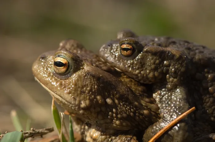 Framed Print : Gewone Pad; Common Toad; Bufo bufo