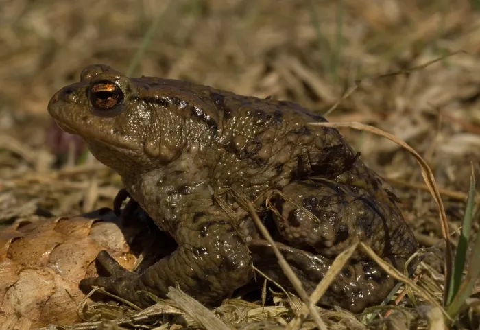 Framed Print : Gewone Pad; Common Toad; Bufo bufo