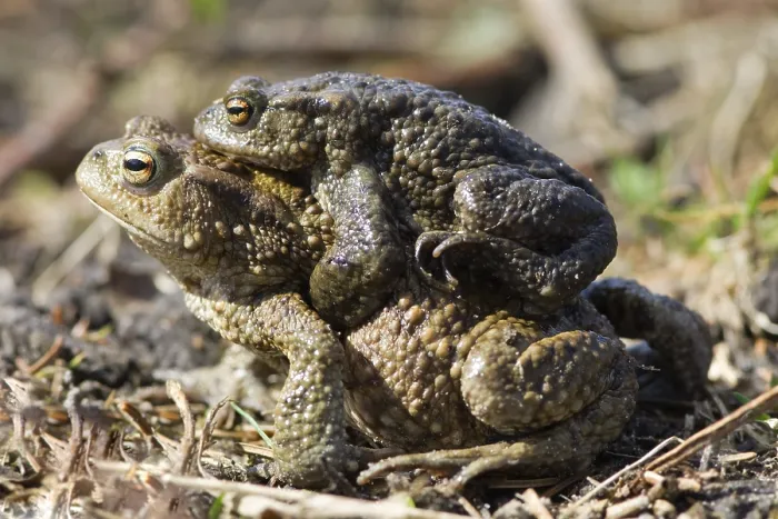 Framed Print : Gewone Pad, Common Toad, Bufo bufo