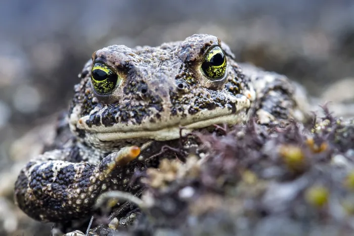 Framed Print : Gewone Pad, Common Toad, Bufo bufo