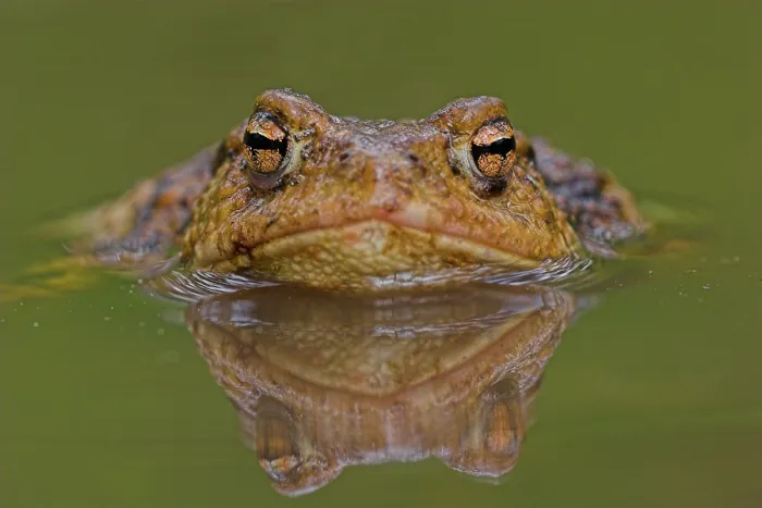 Framed Print : Gewone pad, Common Toad, Bufo bufo