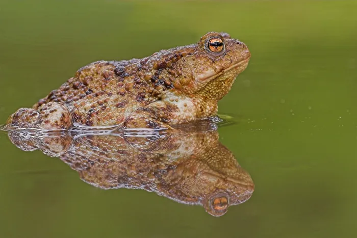 Framed Print : Gewone pad, Common Toad, Bufo bufo