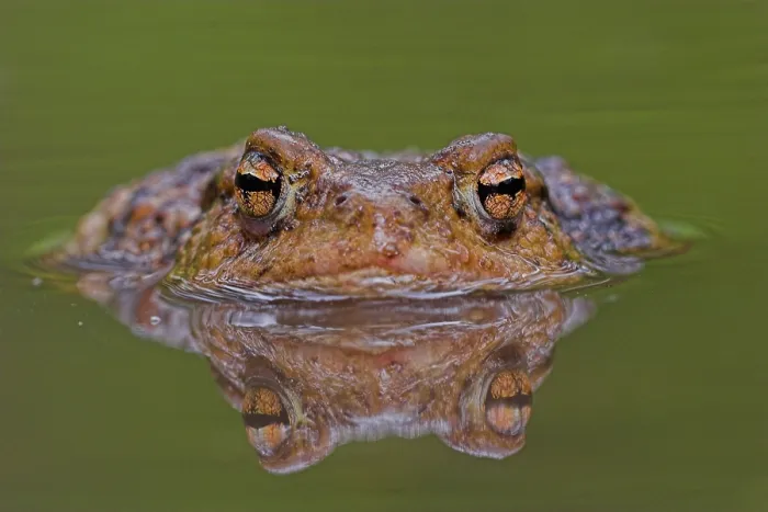 Framed Print : Gewone pad, Common Toad, Bufo bufo Framed Print : Gewone pad, Common Toad, Bufo bufo