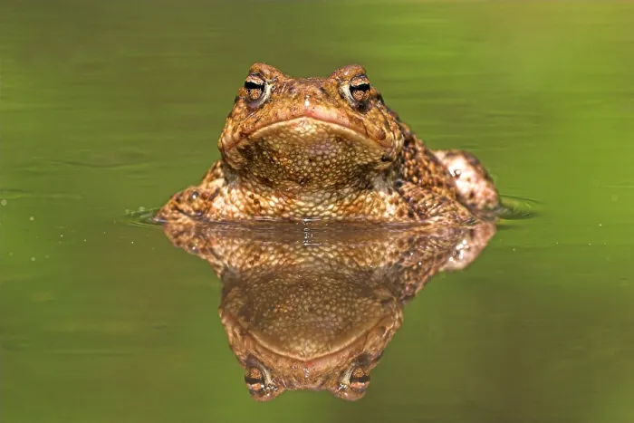 Framed Print : Gewone pad, Common Toad, Bufo bufo