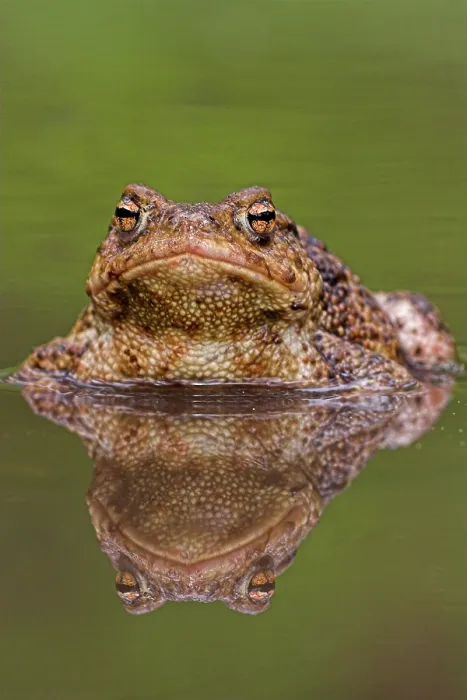 Framed Print : Gewone pad, Common Toad, Bufo bufo