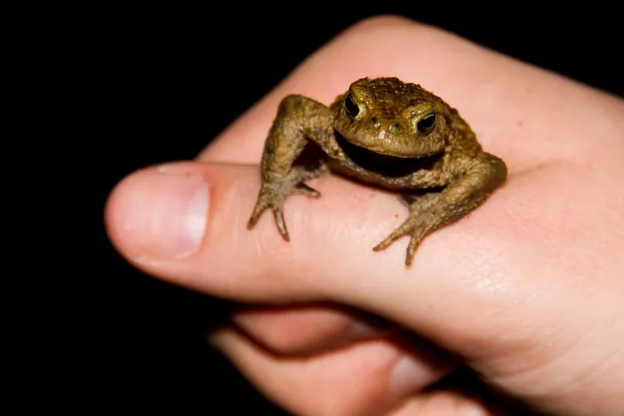 Framed Print : Gewone Pad, Common Toad, Bufo bufo