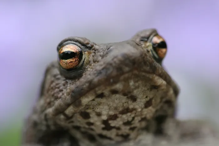 Framed Print : Gewone Pad, Common Toad, Bufo bufo Framed Print : Gewone Pad, Common Toad, Bufo bufo