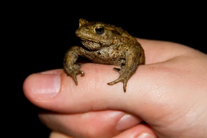Framed Print : Gewone Pad, Common Toad, Bufo bufo Framed Print : Gewone Pad, Common Toad, Bufo bufo