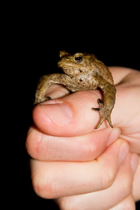 Framed Print : Gewone Pad, Common Toad, Bufo bufo Framed Print : Gewone Pad, Common Toad, Bufo bufo