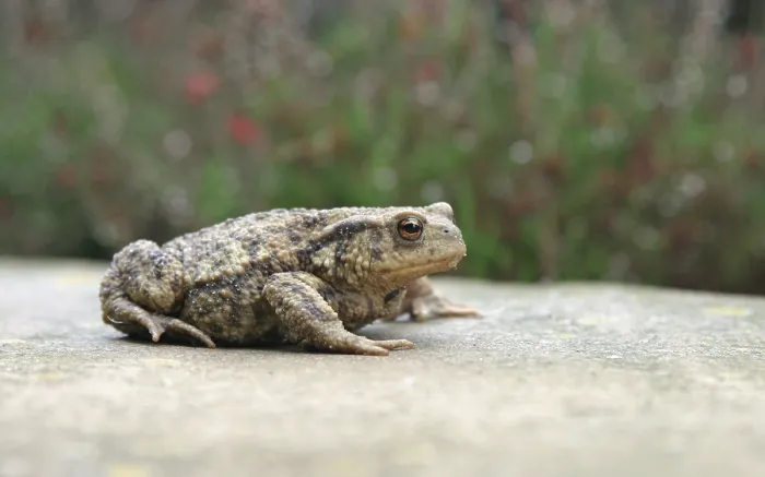 Framed Print : Gewone pad; Common toad; Bufo bufo