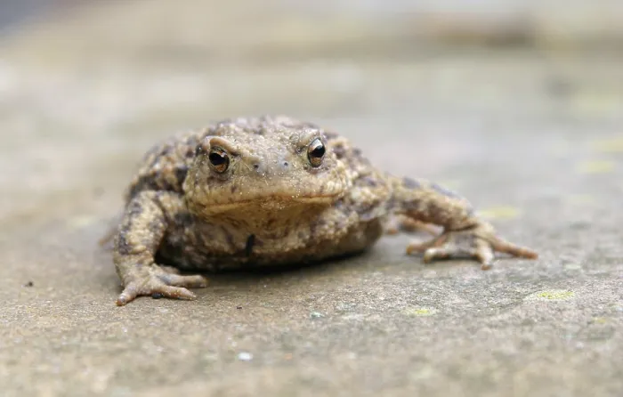 Framed Print : Gewone pad; Common toad; Bufo bufo Framed Print : Gewone pad; Common toad; Bufo bufo