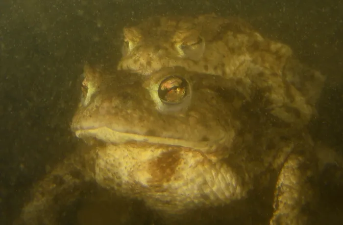 Framed Print : Gewone pad, Common Toad, Bufo bufo Framed Print : Gewone pad, Common Toad, Bufo bufo