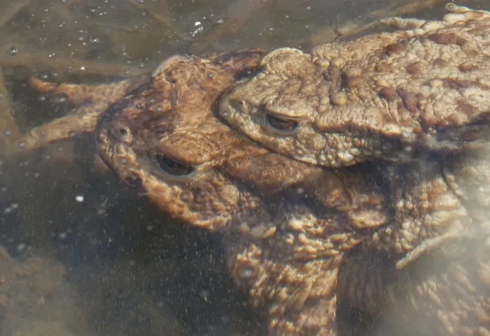 Framed Print : Gewone pad, Common Toad, Bufo bufo
