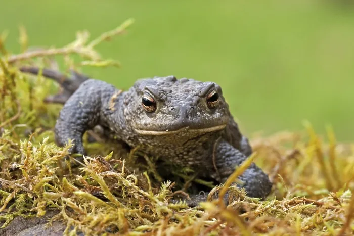 Framed Print : Gewone pad, Common Toad, Bufo bufo