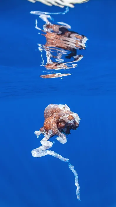 Framed Print : Giant Squid sp