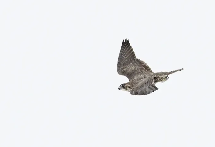 Framed Print : Giervalk, Gyr Falcon, Falco rusticolus
