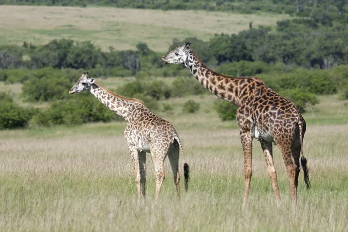 Framed Print : Giraffe, Giraffa