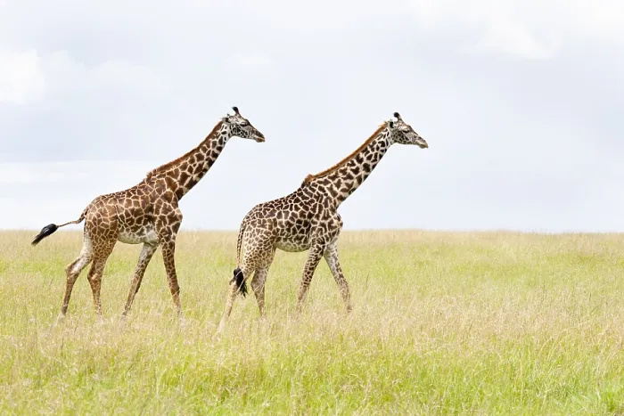 Framed Print : Giraffe, Giraffa Framed Print : Giraffe, Giraffa