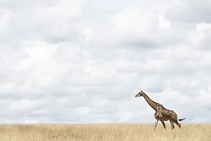 Framed Print : Giraffe, Giraffa