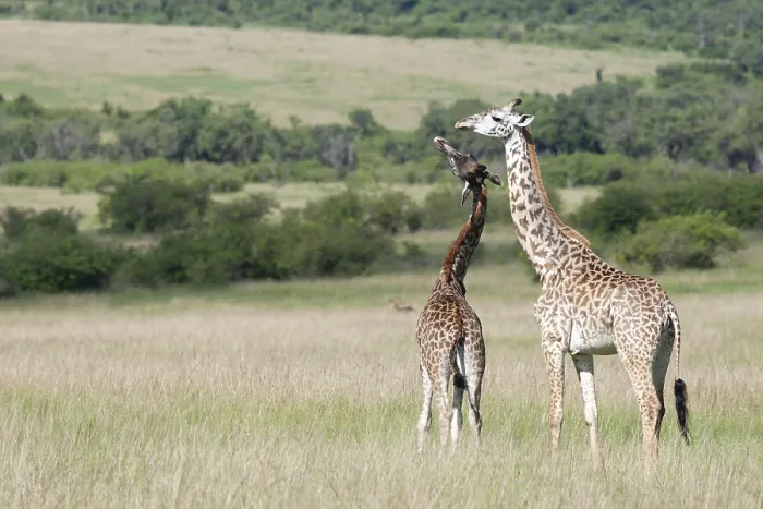Framed Print : Giraffe, Giraffa