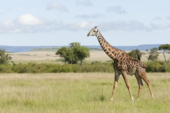 Framed Print : Giraffe, Giraffa