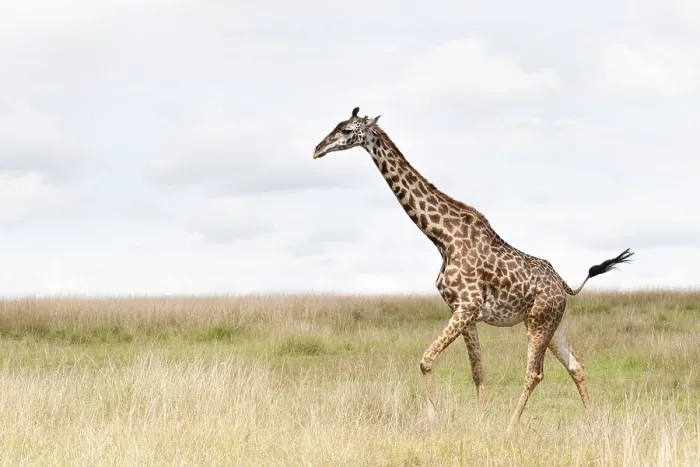 Framed Print : Giraffe, Giraffa