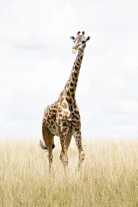 Framed Print : Giraffe, Giraffa Framed Print : Giraffe, Giraffa