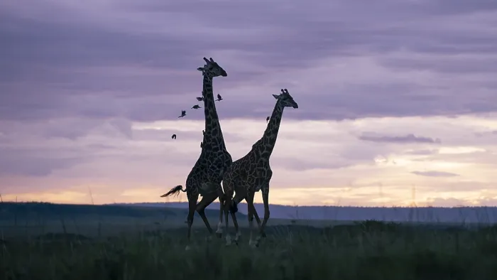 Framed Print : Giraffe, Giraffa camelopardalis