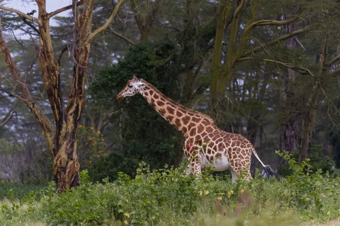 Framed Print : A Giraffe, Giraffa camelopardalis