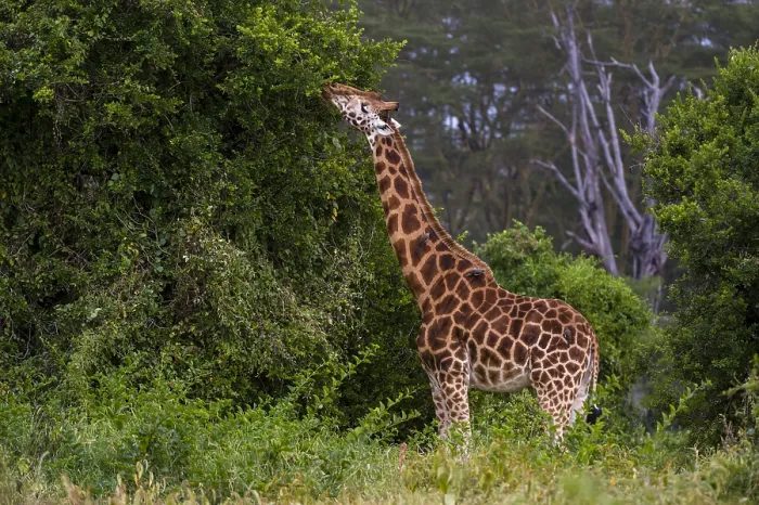 Framed Print : A Giraffe, Giraffa camelopardalis