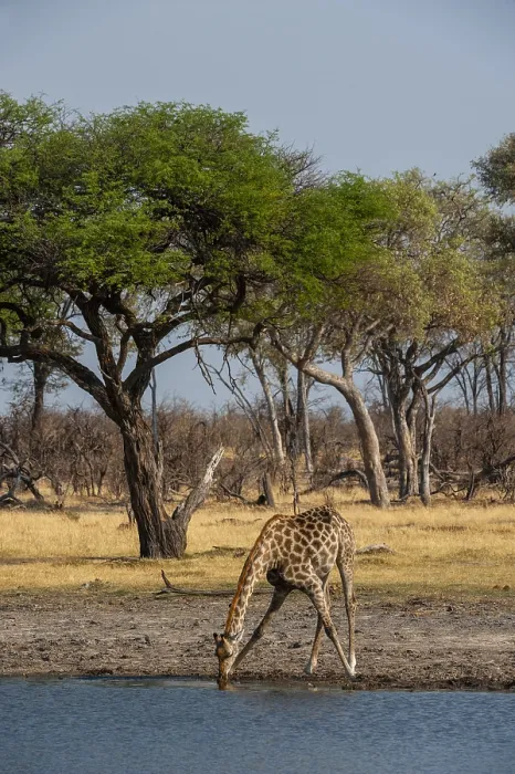 Framed Print : A giraffe, Giraffa camelopardalis