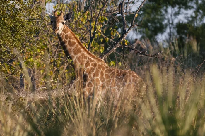 Framed Print : A giraffe, Giraffe camelopardalis