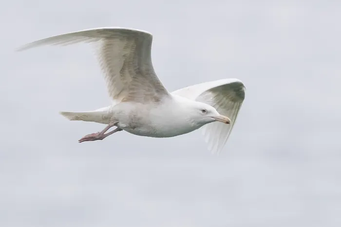 Framed Print : Glaucous Gull
