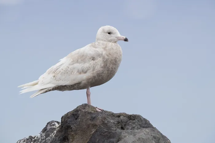 Framed Print : Glaucous Gull